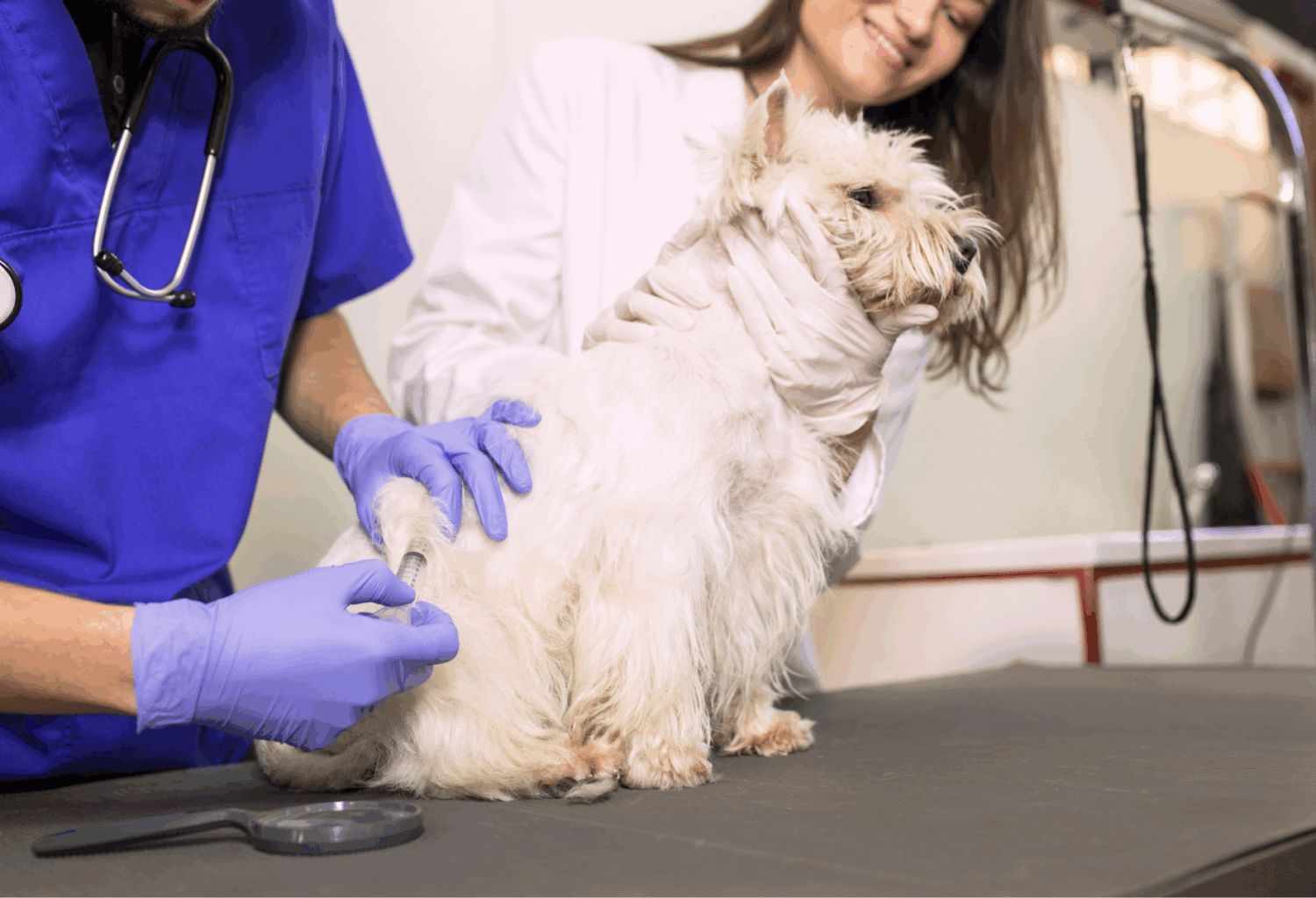 A West Highland White Terrier being given a subcutaneous injection by two veterinary team members