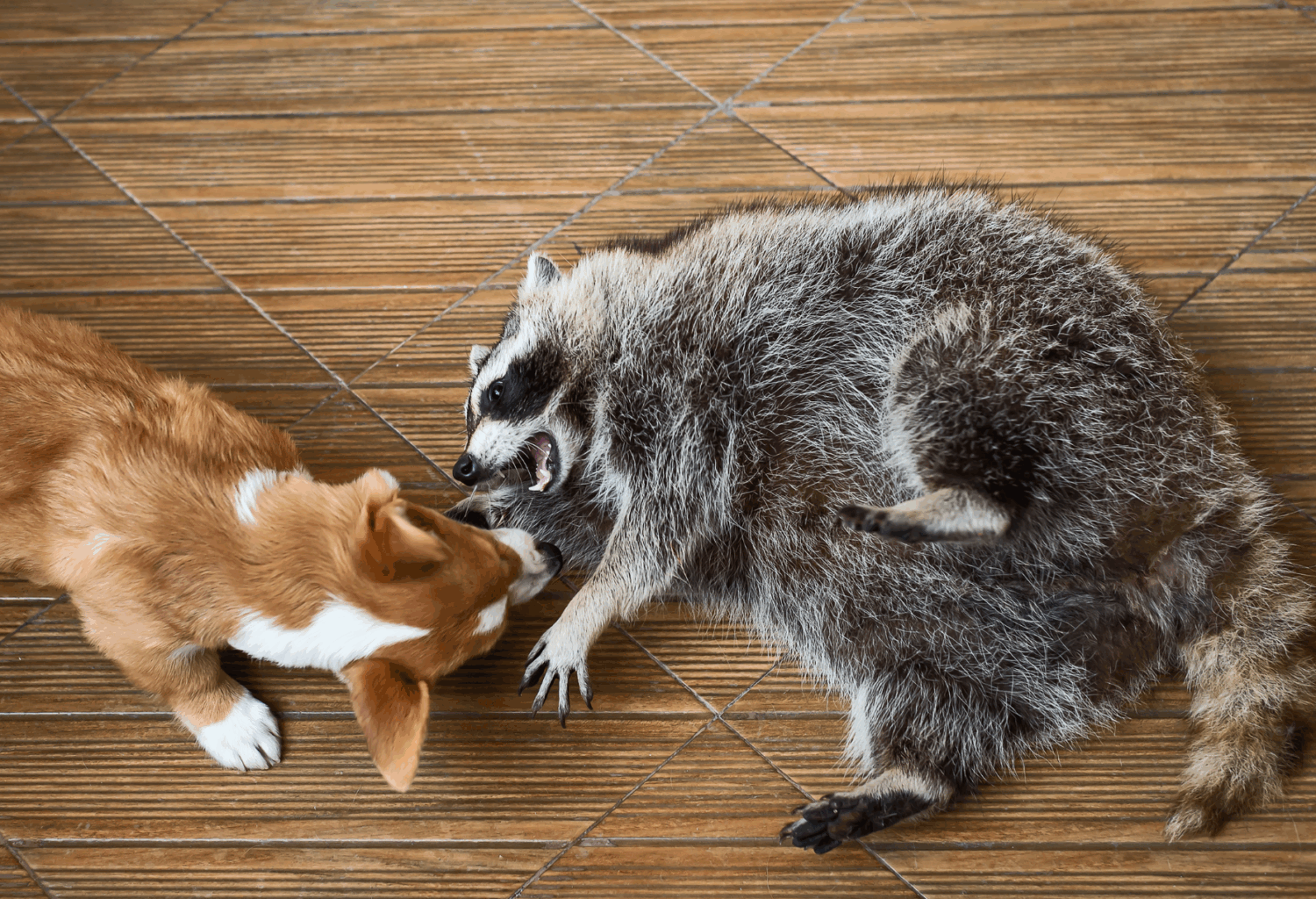 a dog and a raccoon play together