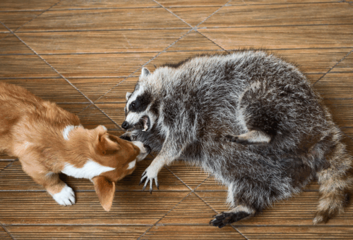 a dog and a raccoon play together