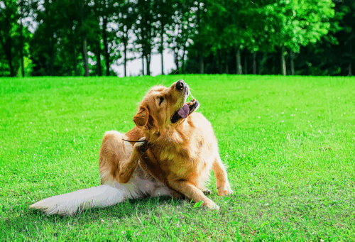 A retriever scratching themself outside in a grassy field