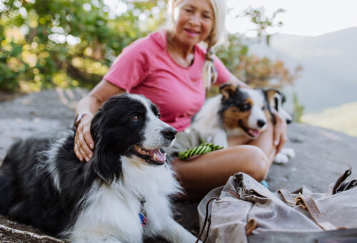 Senior woman having break during walking her three dogs in a forest.