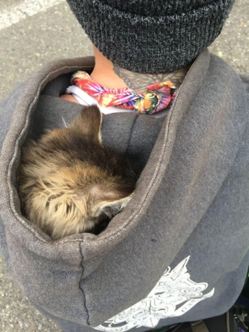 cat in hoodie