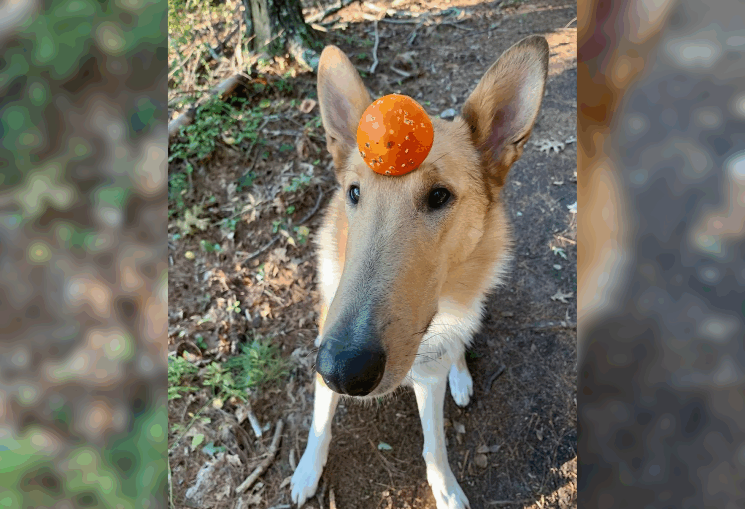 dog poses with nontoxic mushroom