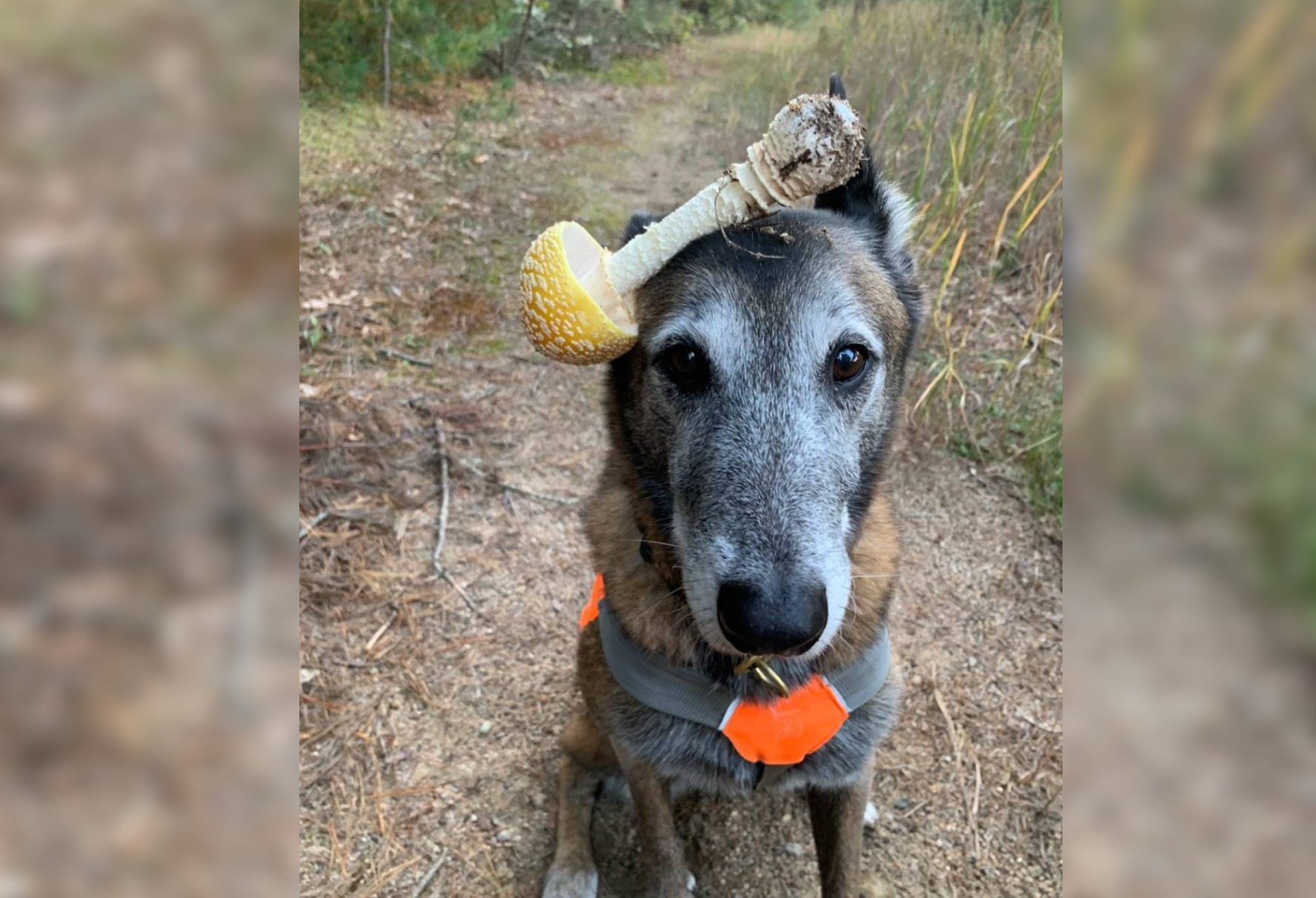 dog poses with mushroom