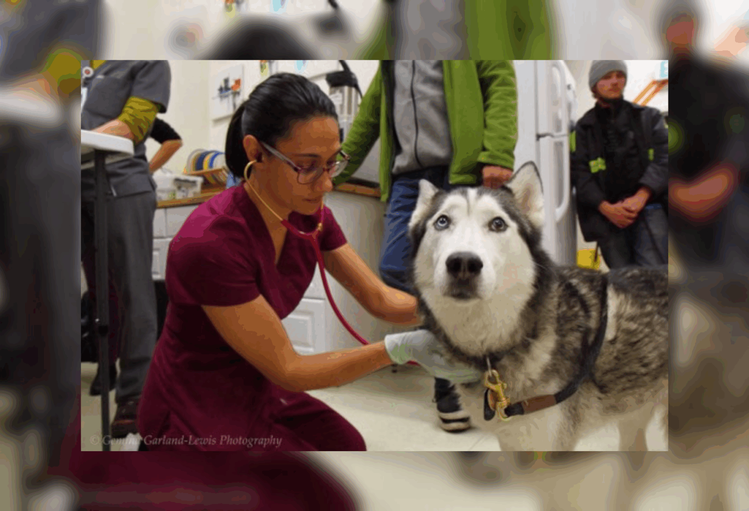 veterinary professional checks on dog