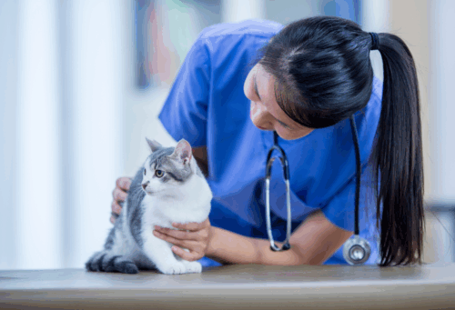 female veterinarian with grey and white cat