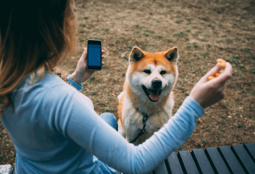 woman training dog using phone