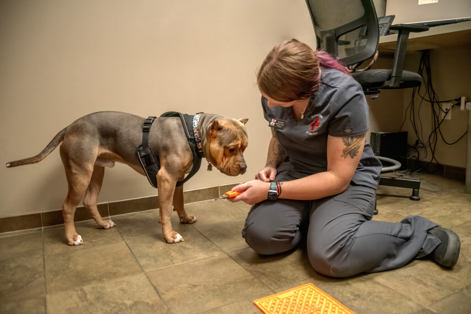 Animal Clinic of Chardon: Fear Free nail trim, one step at a time with Summer Diemert.