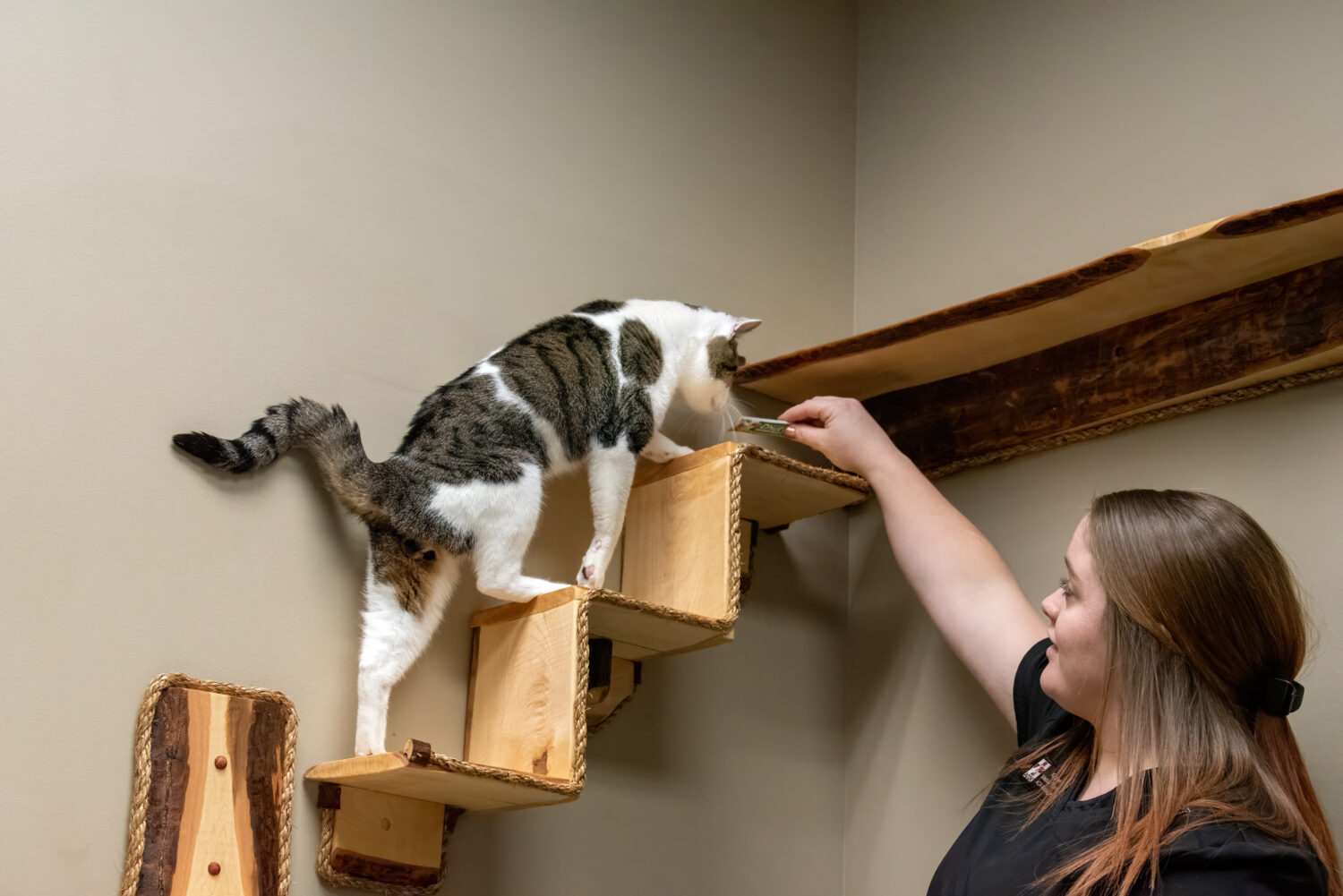 Animal Clinic of Chardon: Cat Friendly Enticements - churu and wall shelves in exam rooms, with veterinary assistant Kaylee Pestello. Photo credit: Kristine Lang/Thoughtful Images