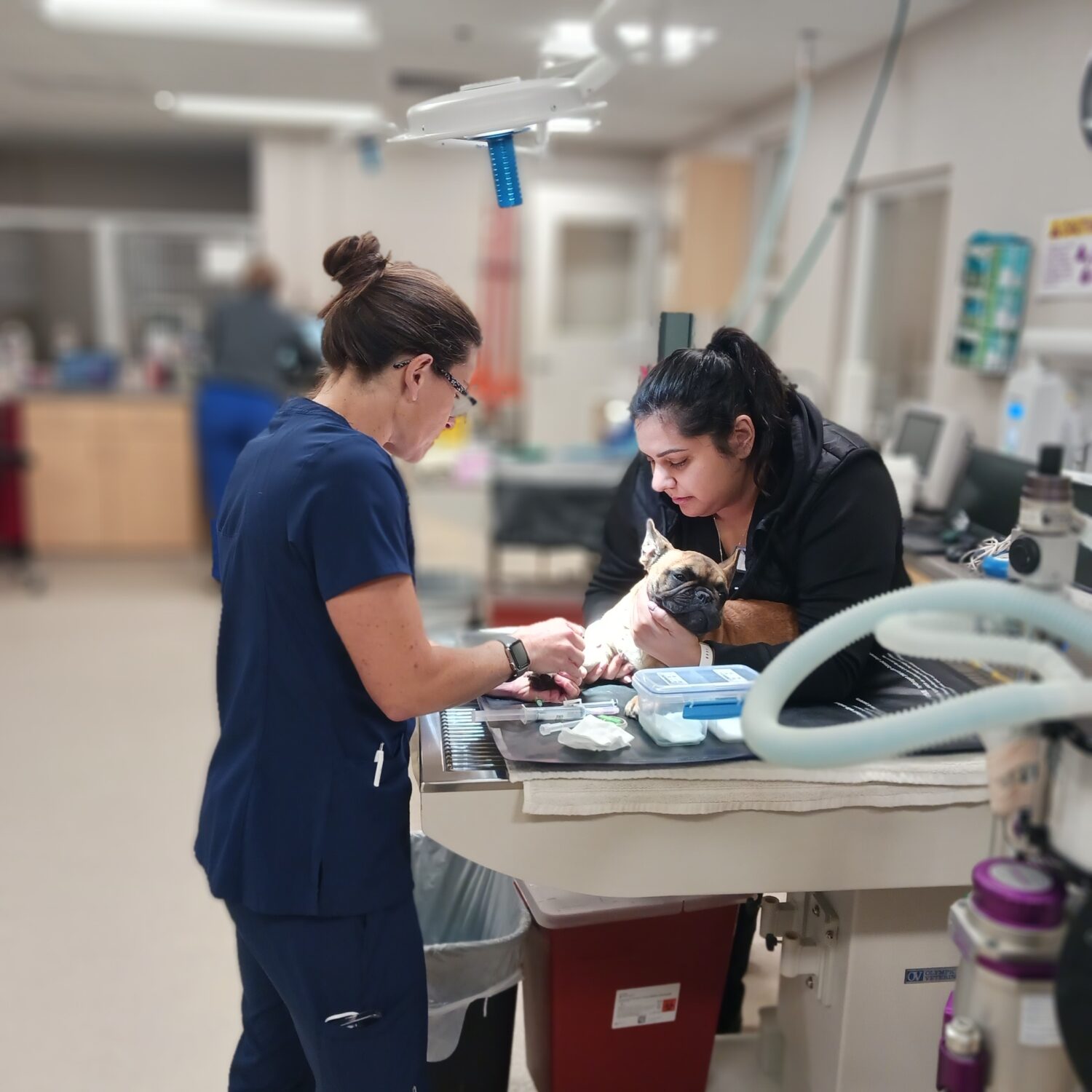 Animal Care Clinic SLO: Getting ready for a dental procedure, Melissa is placing a catheter while Tanya provides gentle restraint. With Melissa Reuter-Wagoner, RVT and Tanya Navarro, RVT. Photo credit: Natalie Borgardt