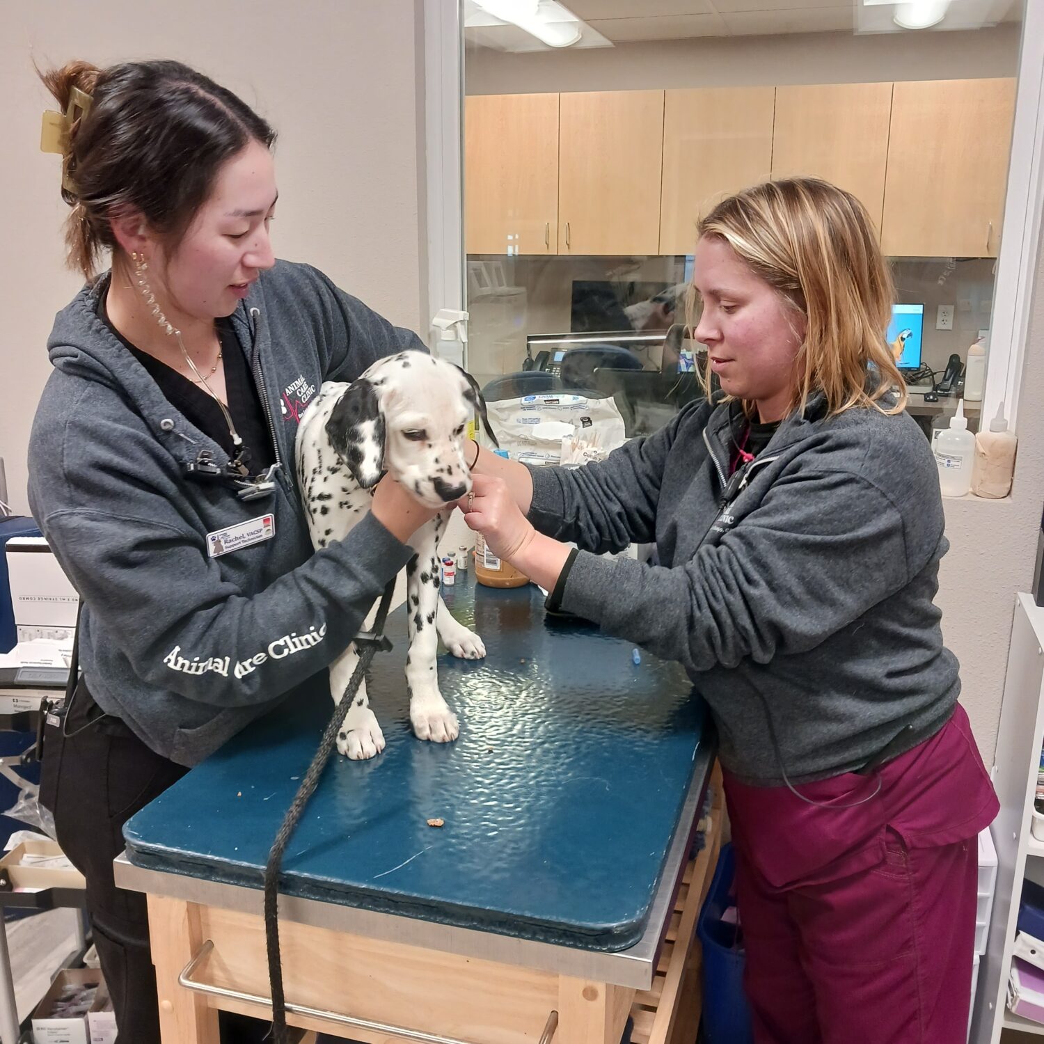 Animal Care Clinic SLO: Kristina is administering a vaccine to a sweet Dalmation puppy while Rachel provides gentle restraint. With Rachel Kim, Veterinary Assistant and Kristina Carter, Veterinary Assistant. Photo credit: Natalie Borgardt