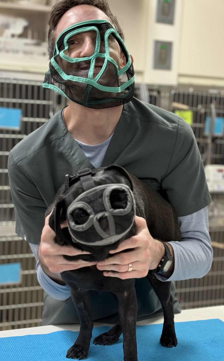South Metro Animal Emergency Care: If the CVT wears the same muzzle as the pug maybe the pug will be ok with the blood draw? With Bryan Todd, CVT Photo credit: Katie Neitzel