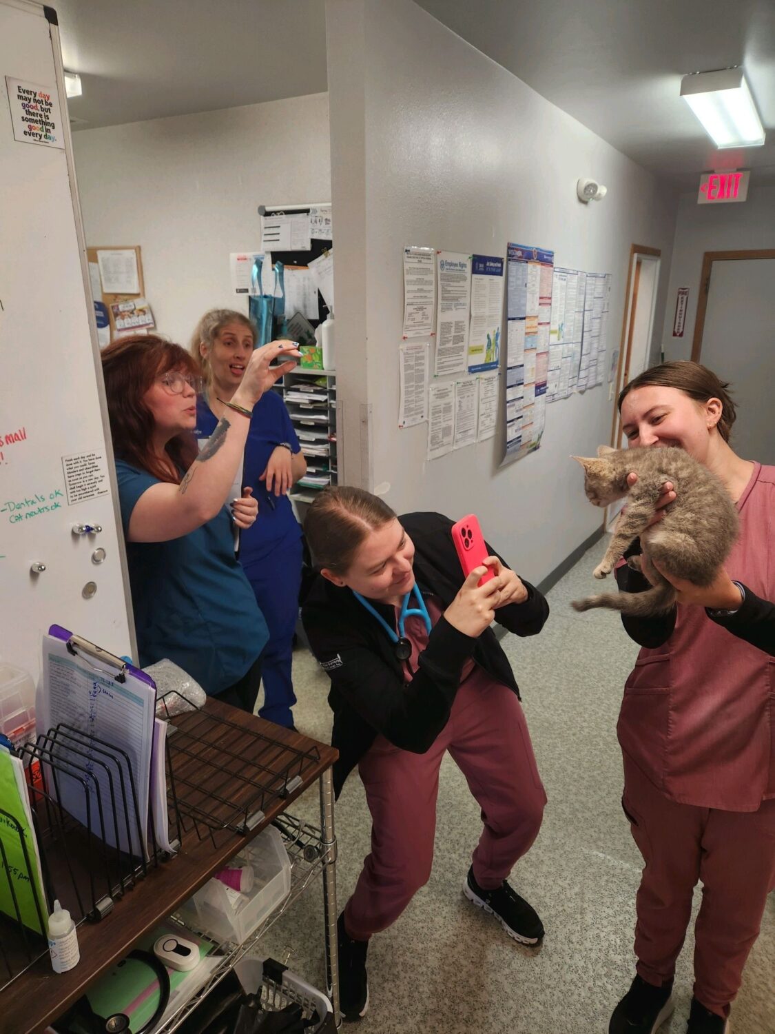 vet staff taking a photo of a cat