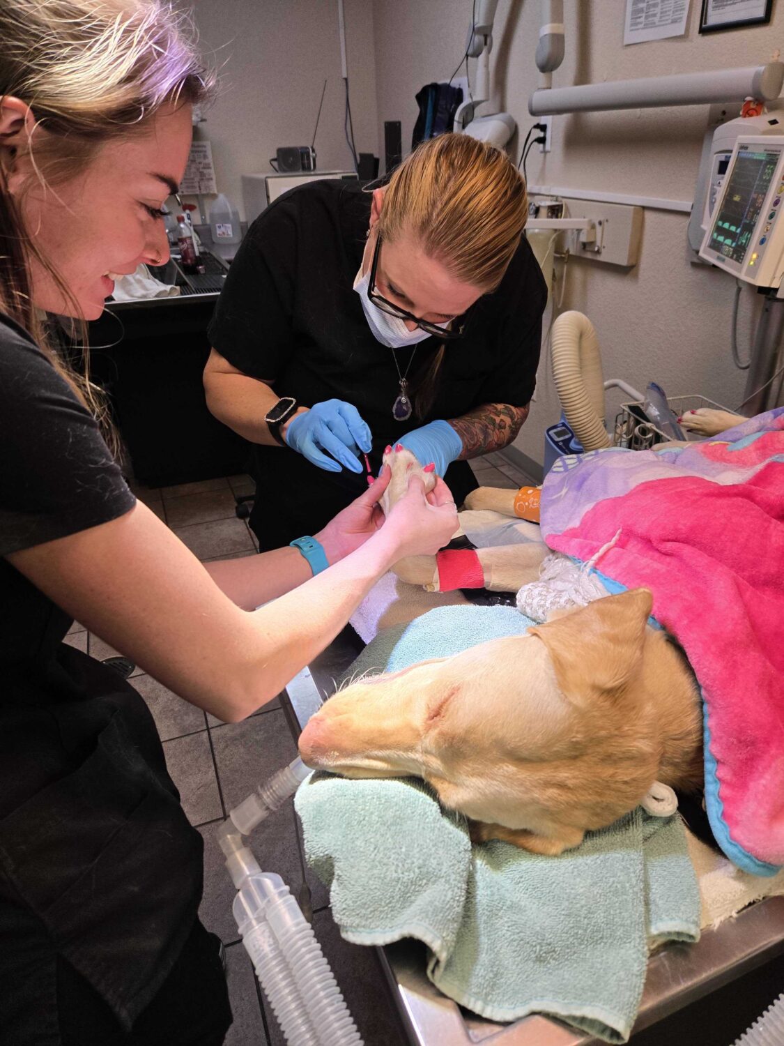 West Ridge Animal Hospital: Attention to detail! Staff members give a patient a glow up. Photo credit: West Ridge Animal Hospital