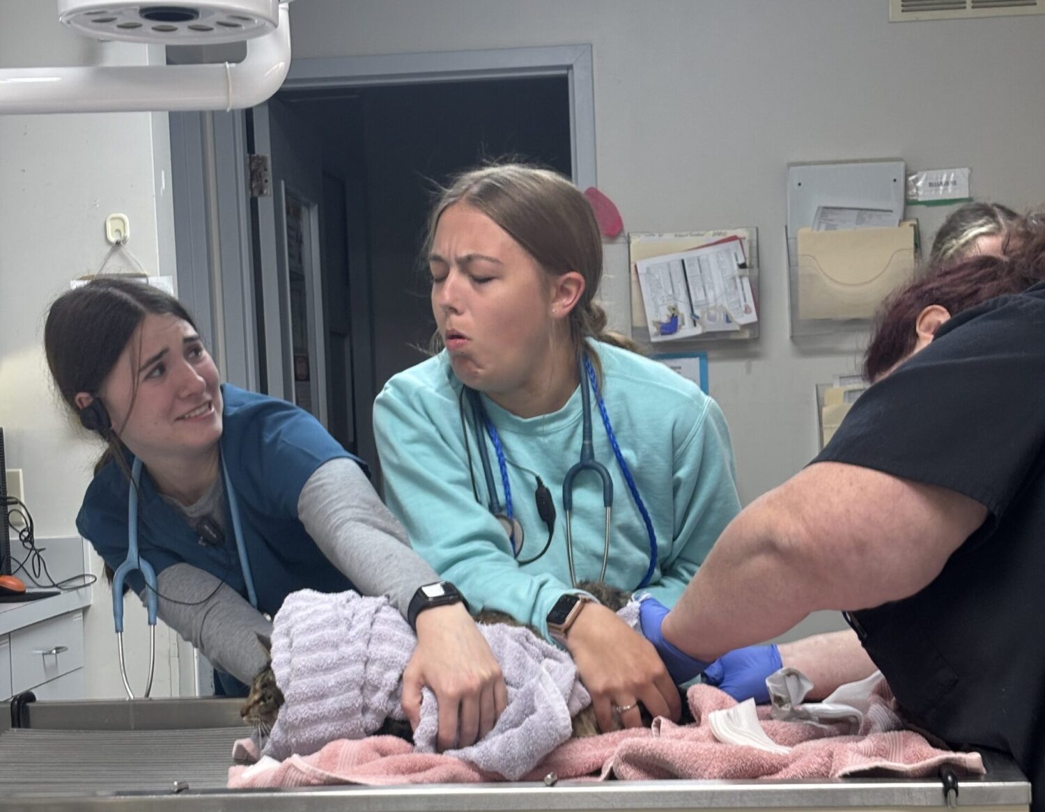 Veterinary staff treat a cat with impacted anal glands