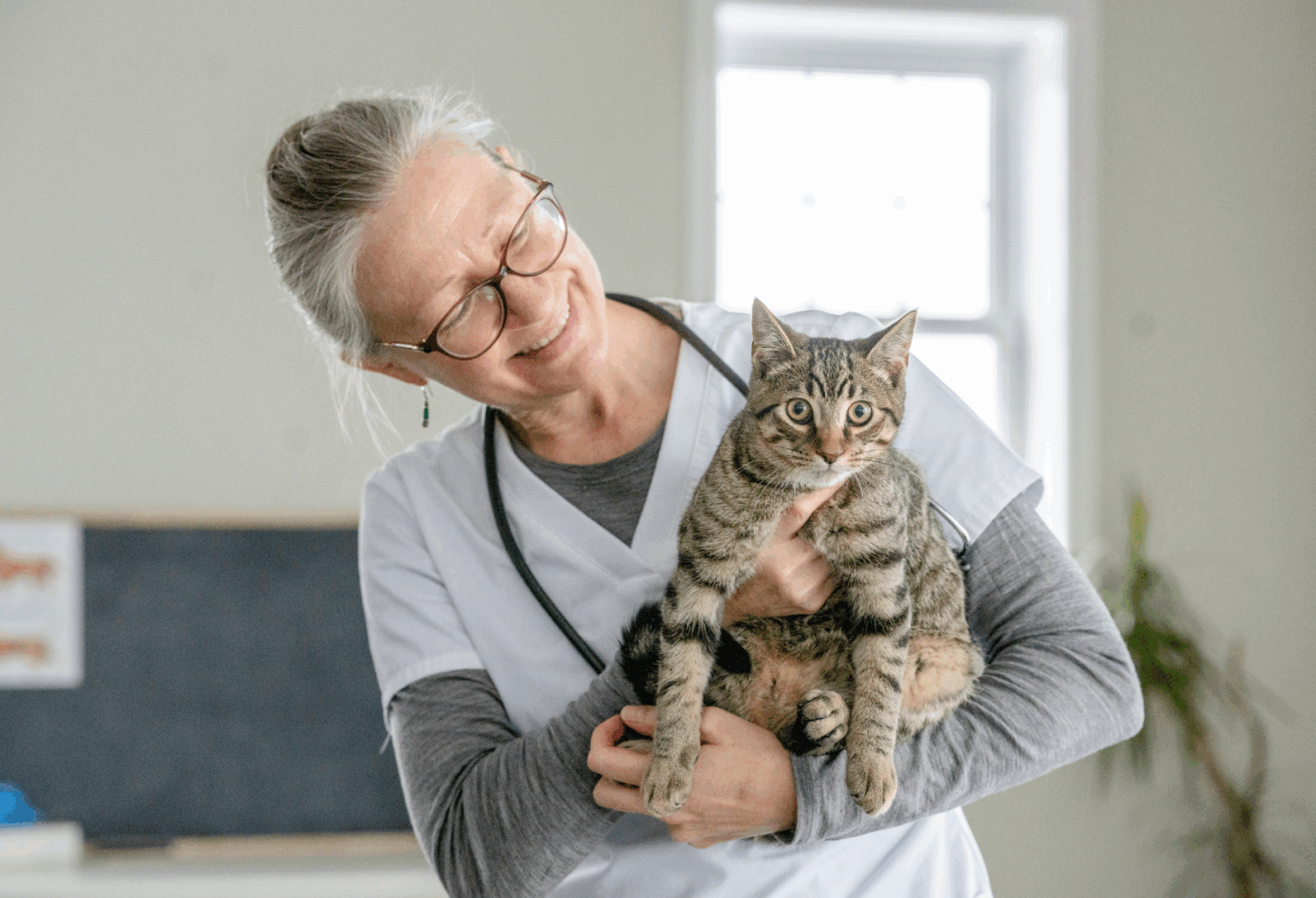 vet with overweight cat