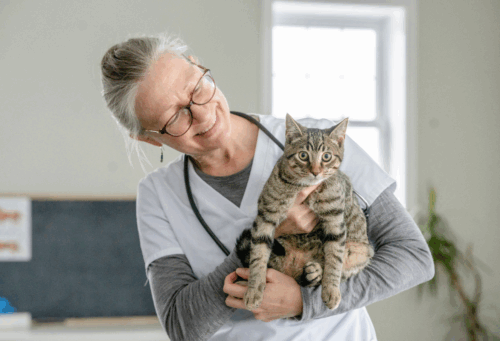 vet with overweight cat