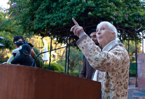 Jane Goodall speaking at a podium