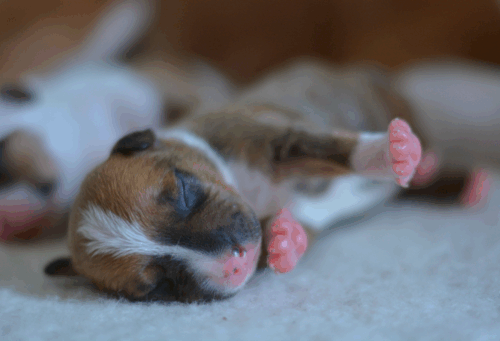A newborn puppy lying on a towel