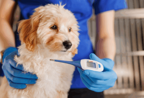 A veterinary professional holds a thermometer next to a dog