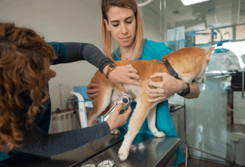 One veterinary professional restrains a Shiba Inu on an exam table while another team member clips hair from the dog's side in preparation for surgery