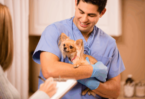 veterinary technician holding dog