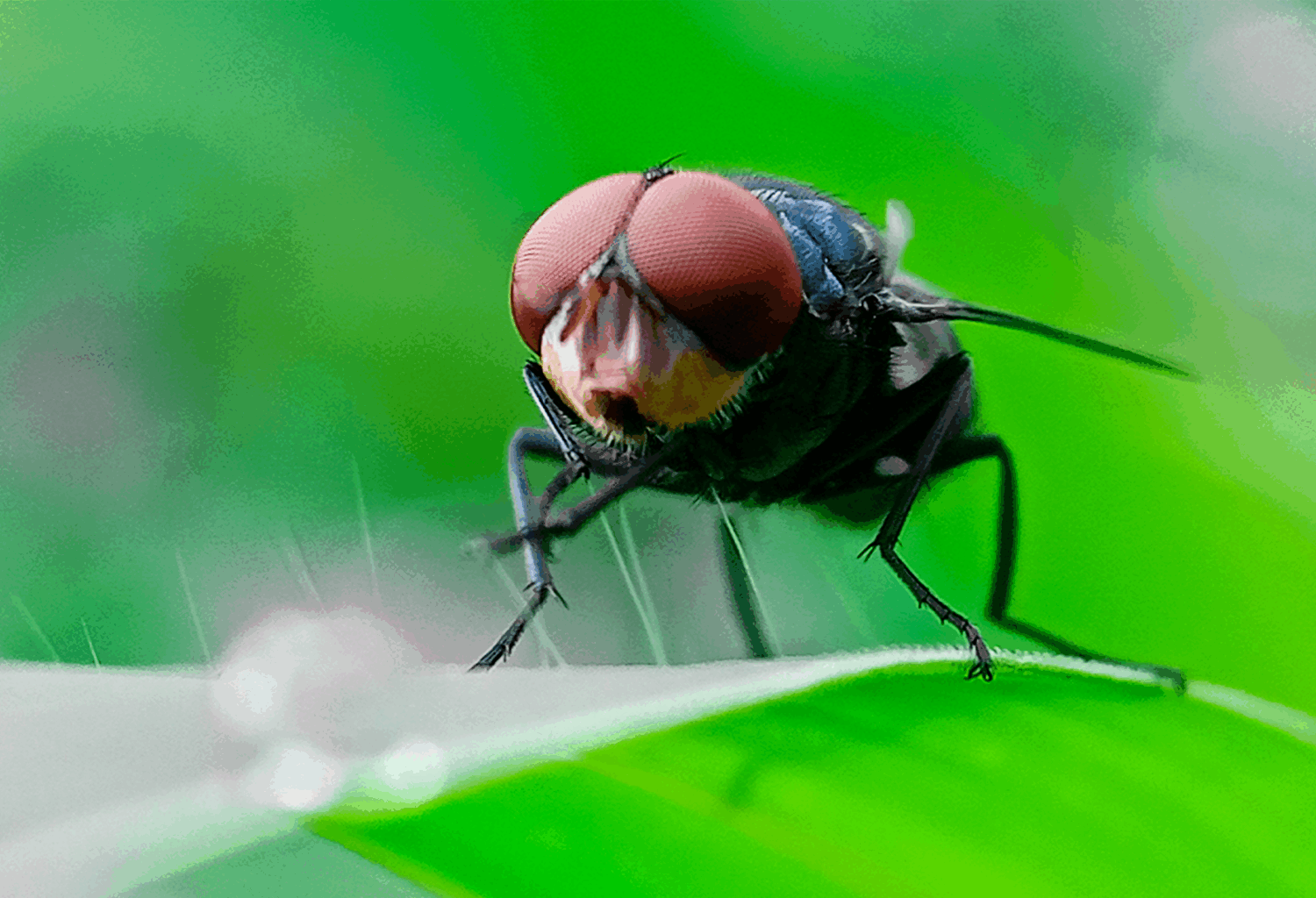 fly on a green leaf