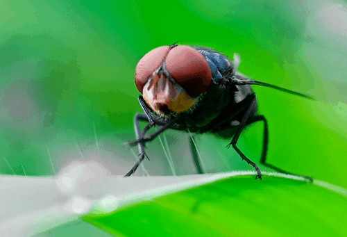 fly on a green leaf