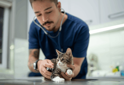 tech with kitten