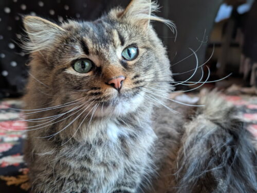 Cat pictures, Courtesy of Colorado Pet Pantry