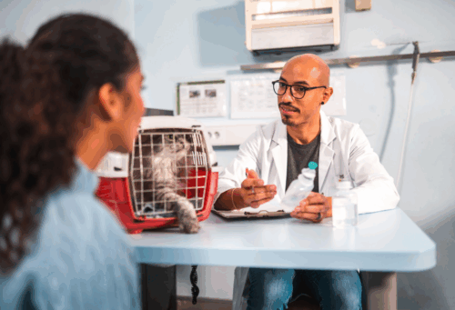veterinarian with cat and owner