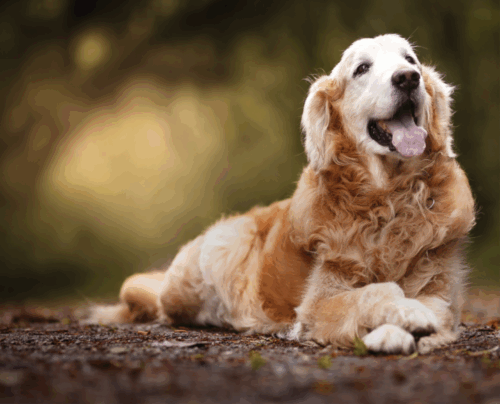 senior golden retriever