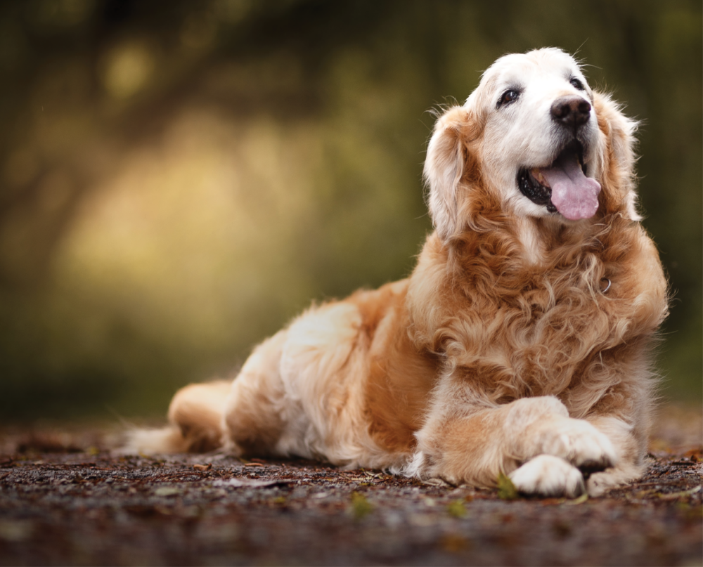 senior golden retriever