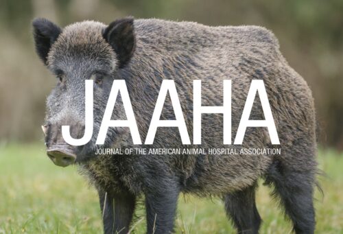 wild boar with JAAHA logo
