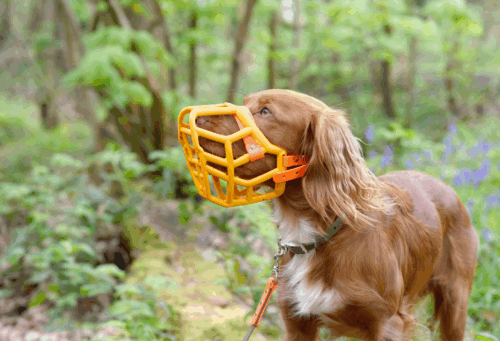 Dog muzzled outdoors