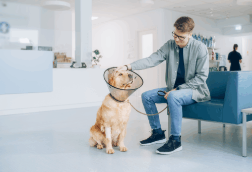 A man sitting in the waiting room of a veterinary hospital with his Golden retriever who is wearing an e-collar