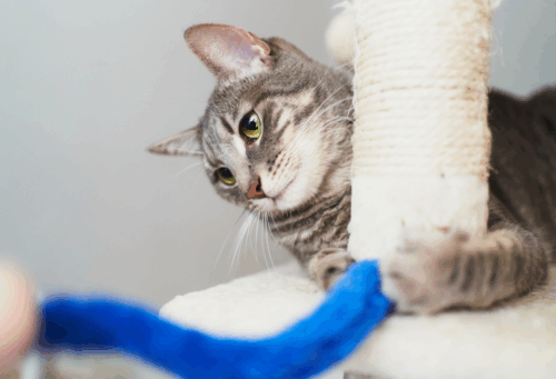 A cat on a cat tree playing with a toy
