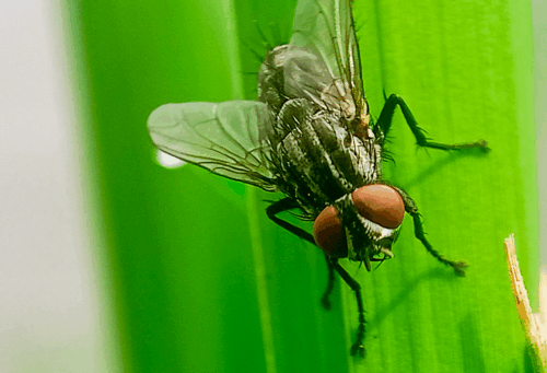 fly on a leaf