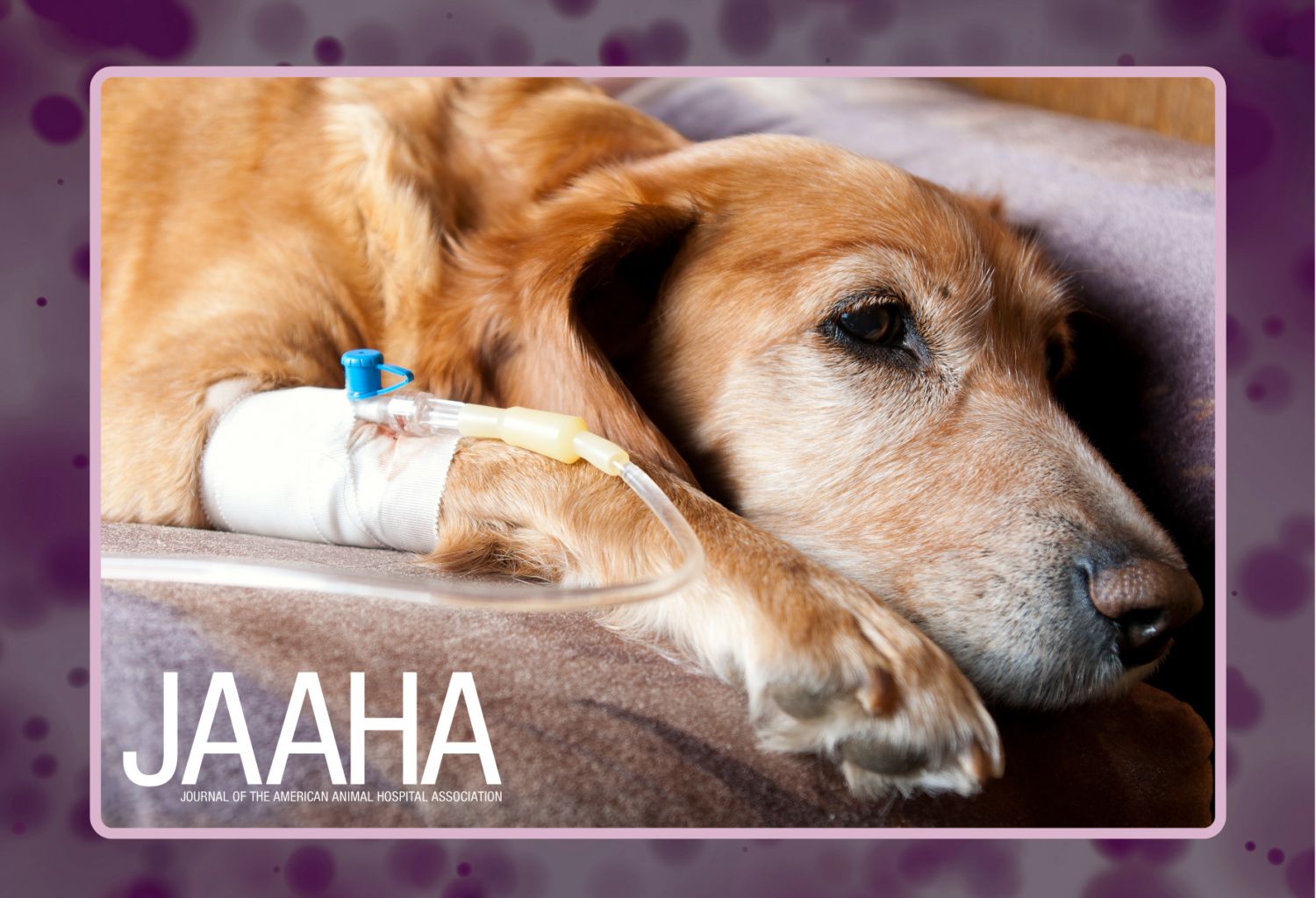 Dog on IV