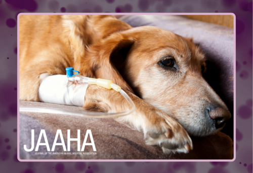 Dog on IV
