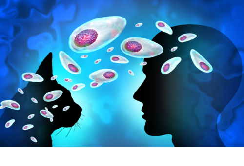 Illustration of the silhouettes of a cat and a human with Toxoplasma organisms overlayed across both of them.