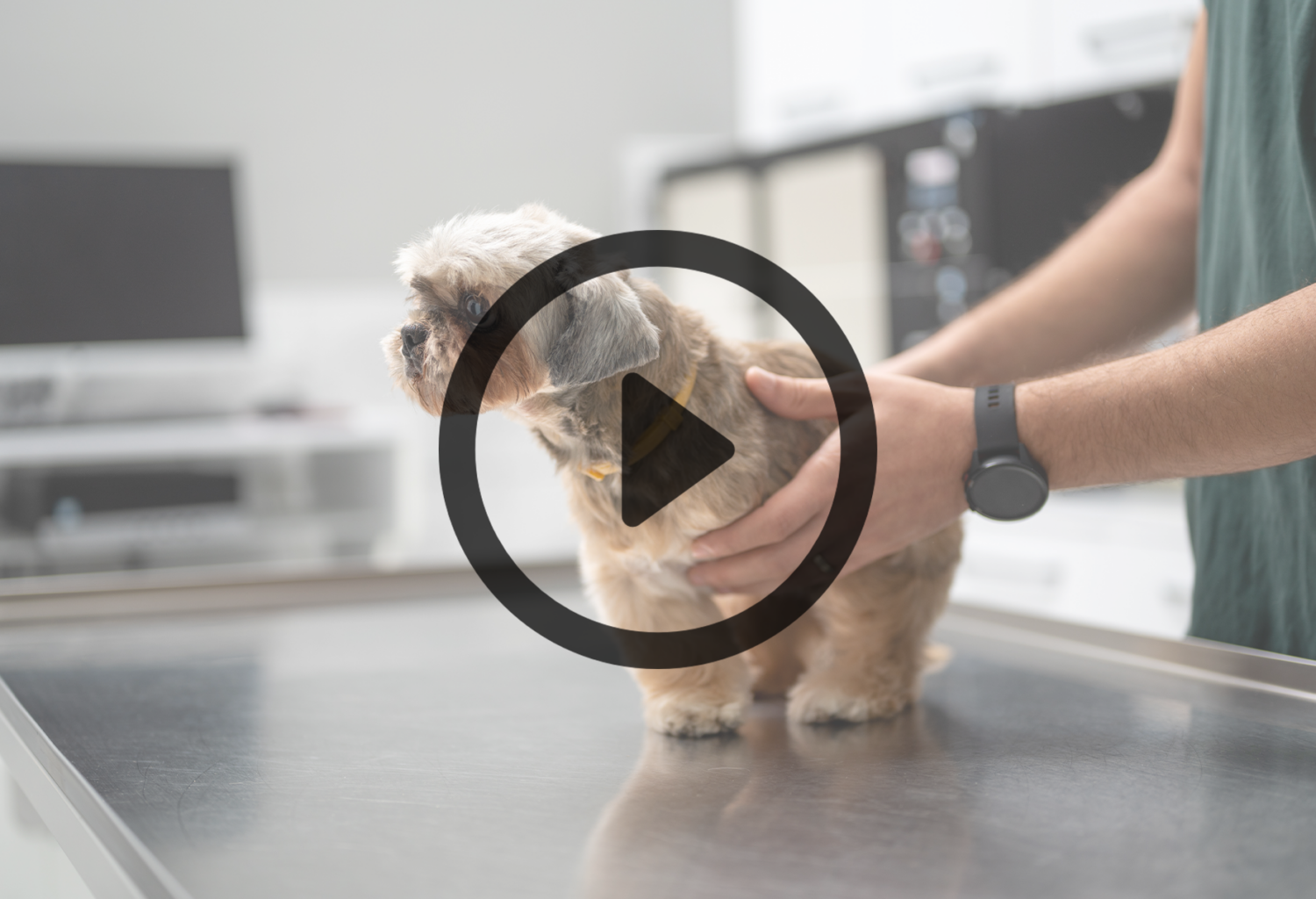 dog on a table with a play button over the image