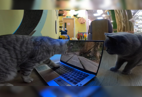 cats using laptop to watch video