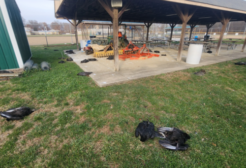 dead vultures in ohio from bird flu