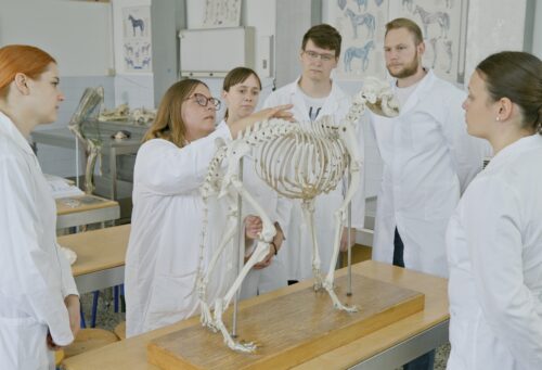 A mature Caucasian female professor passionately teaches six university students about animal skeletons in a bright classroom. The group attentively observes the professor, who gestures to the skeletal exhibit.