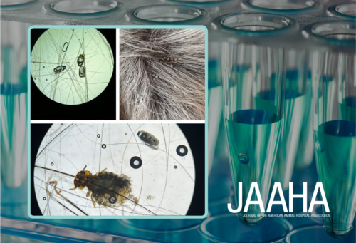 Microscopic imagery of lice