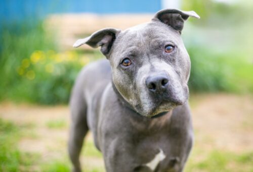pit bull cocks head