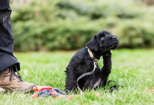 small black dog itching outdoors