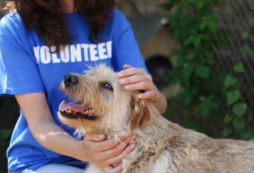 veterinary volunteer with dog