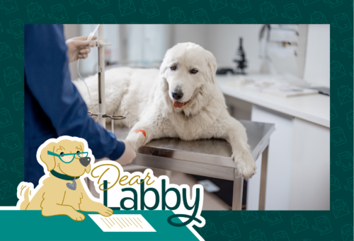 A fluffy white dog sits on an exam table in a vet's office. The dog has an IV in its paw, which the vet is examining.